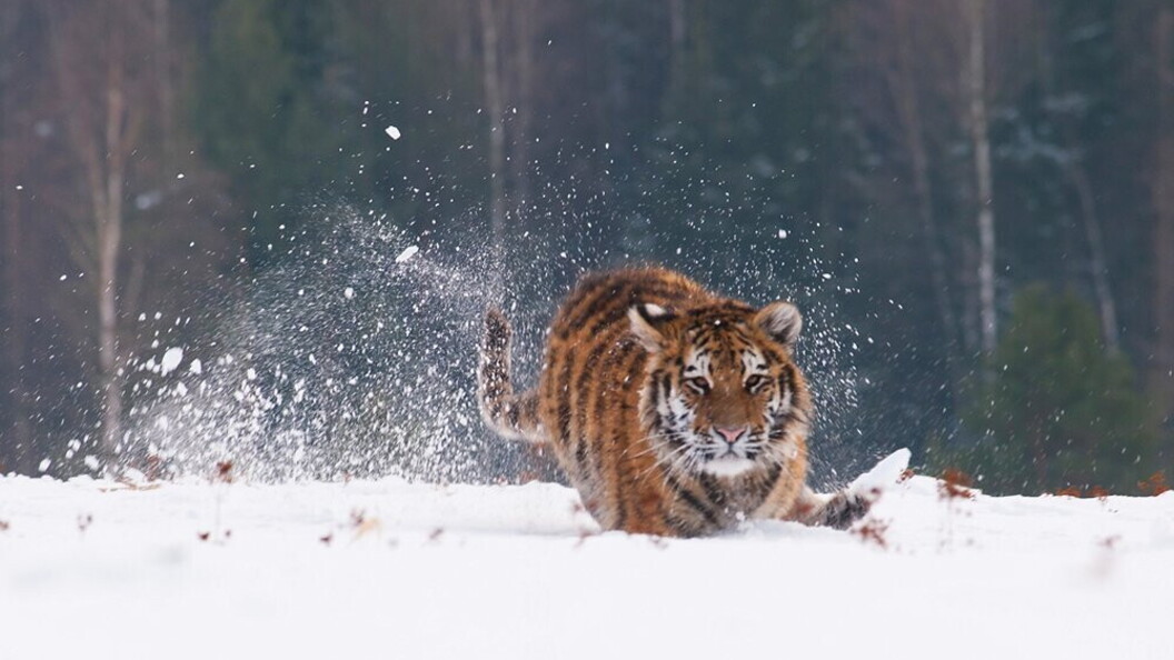Tigre siberiana