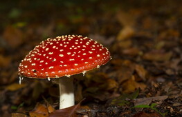 Poisons and goodness