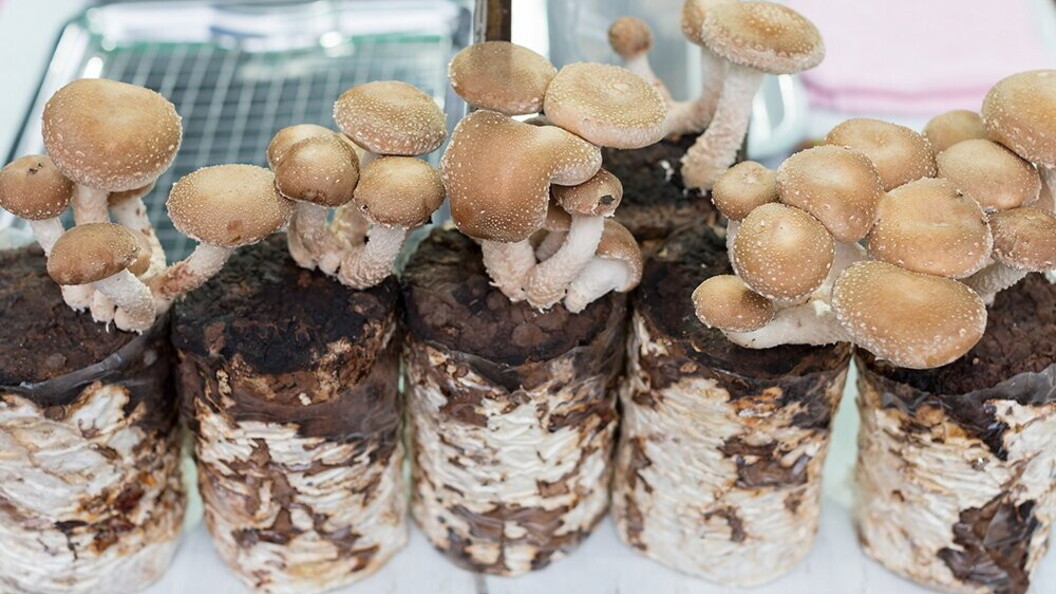 Funghi coltivati