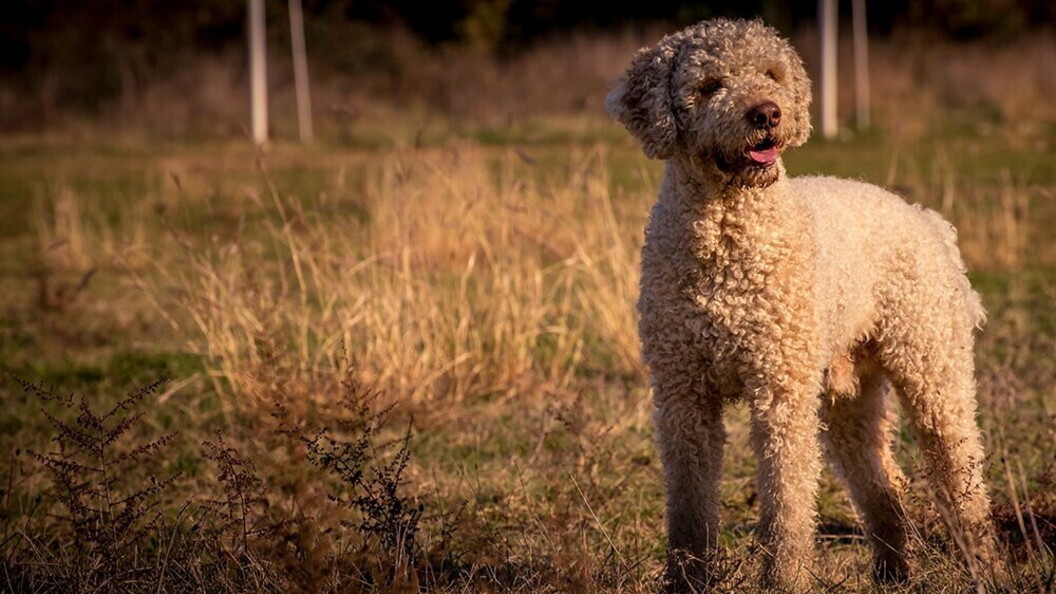 Lagotto, cane da tartufo