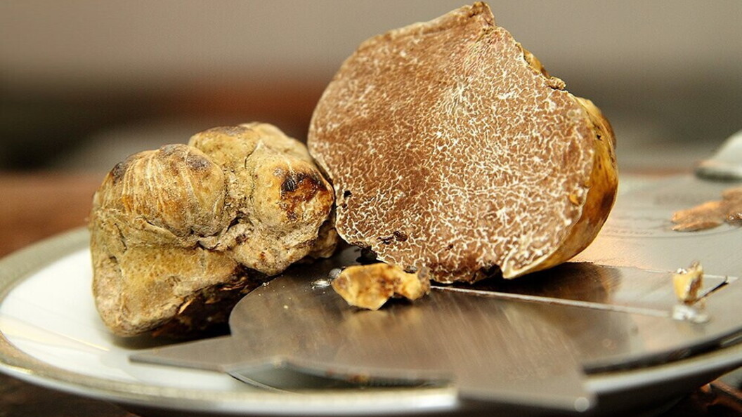 Tartufo bianco