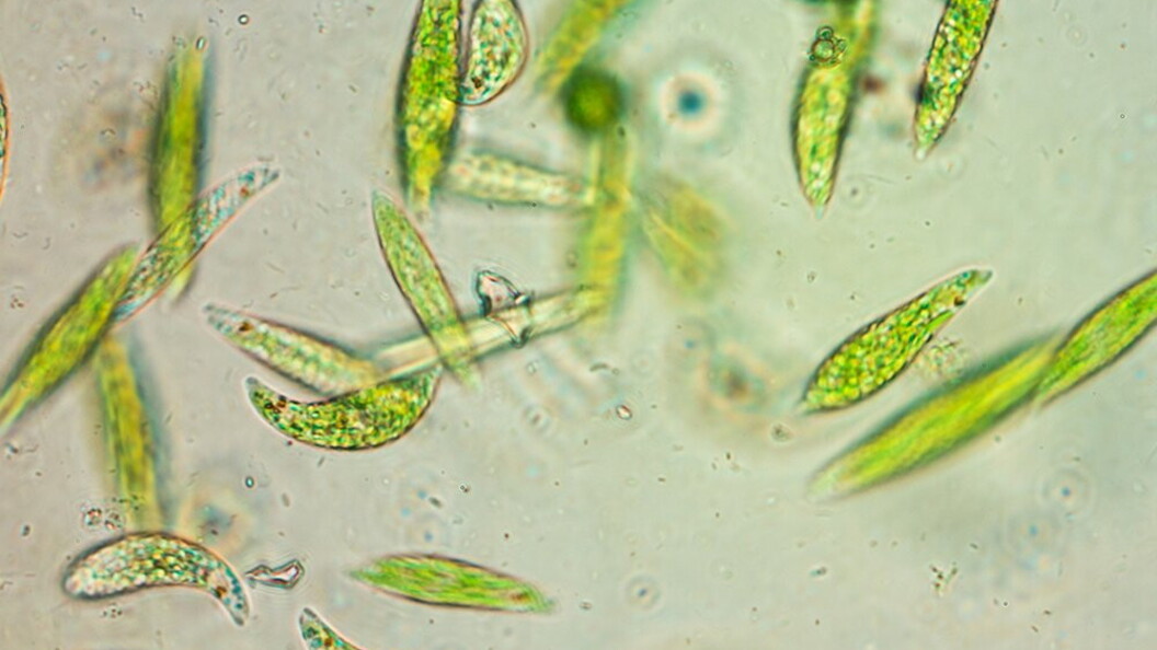 Dinoflagellati
