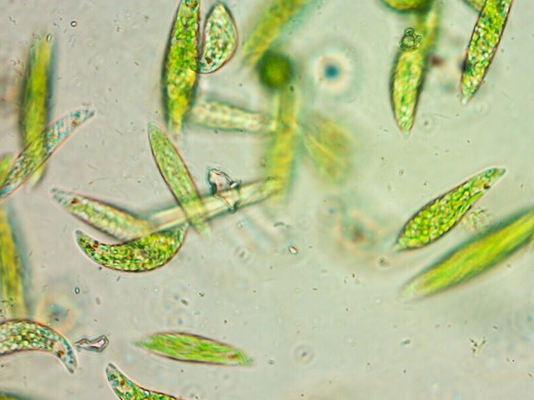 Dinoflagellati