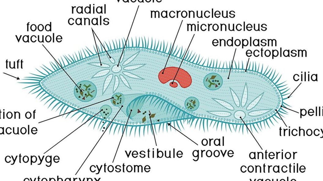 Anatomia del Paramecio