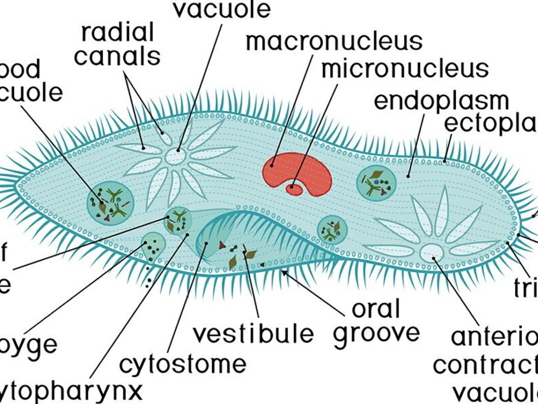 Anatomia del Paramecio