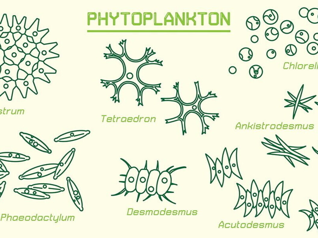 Fitoplancton