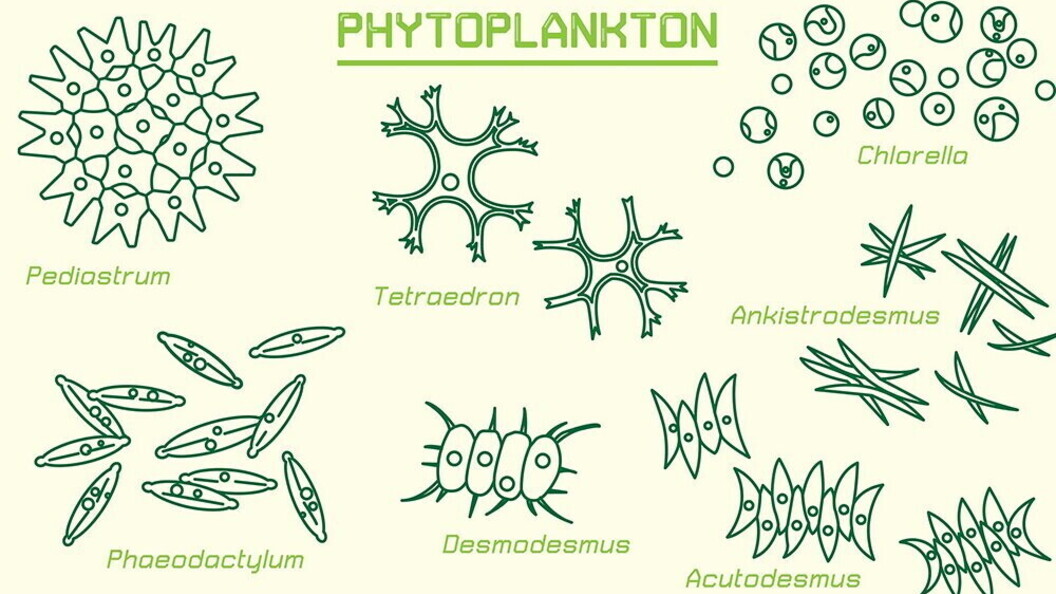Fitoplancton