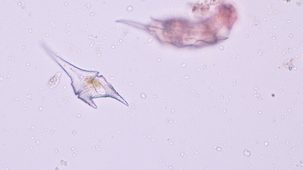 Ceratium