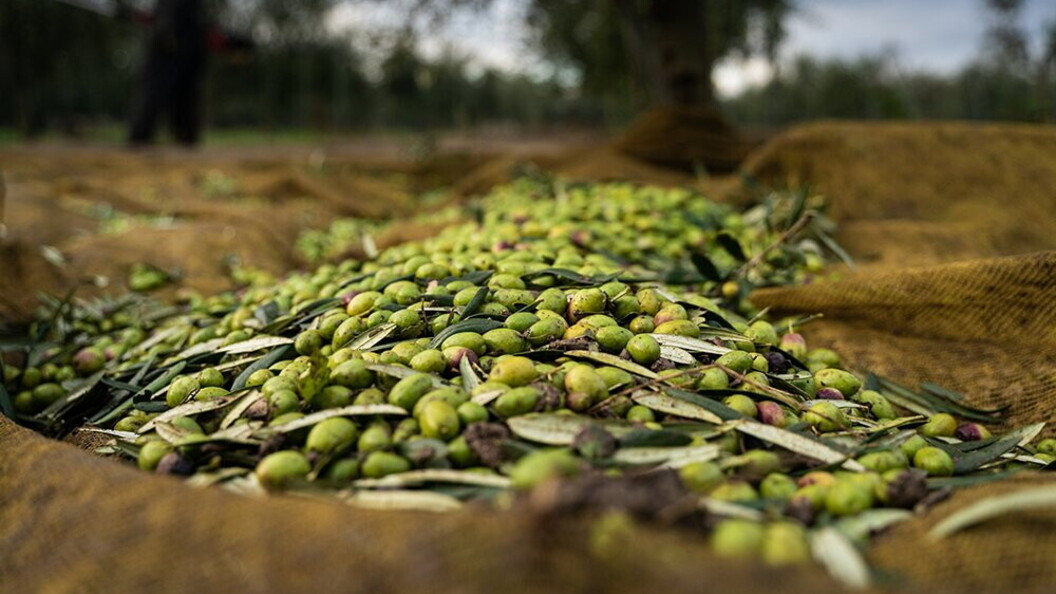 Raccolta delle olive