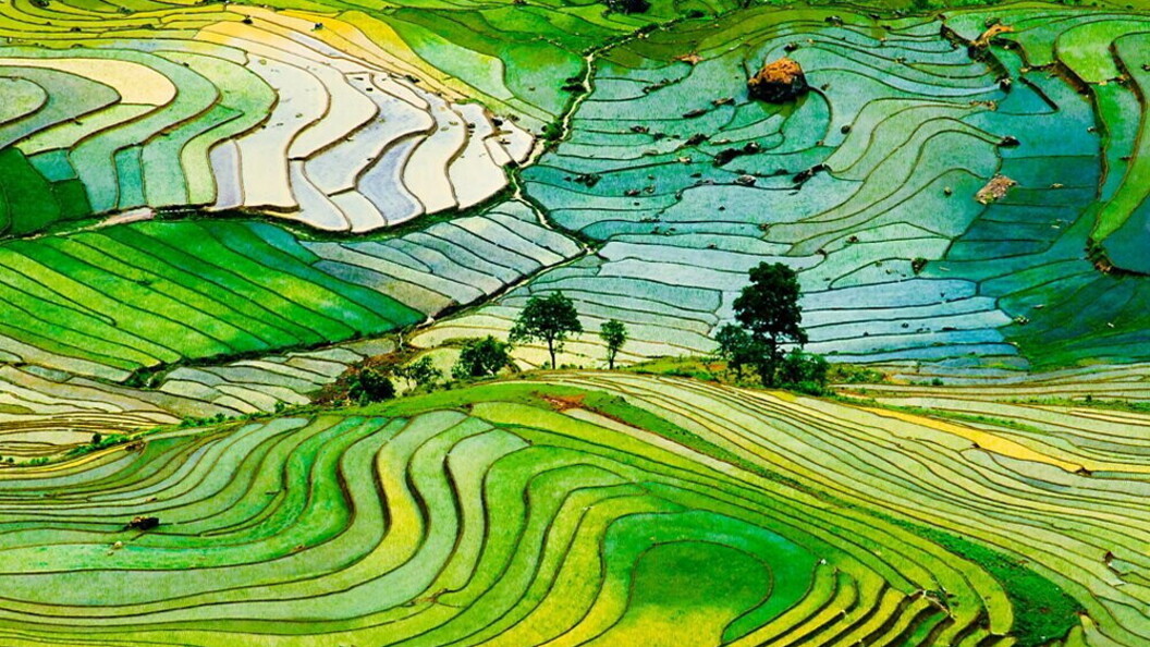 Campi di riso terrazzati in Vietnam