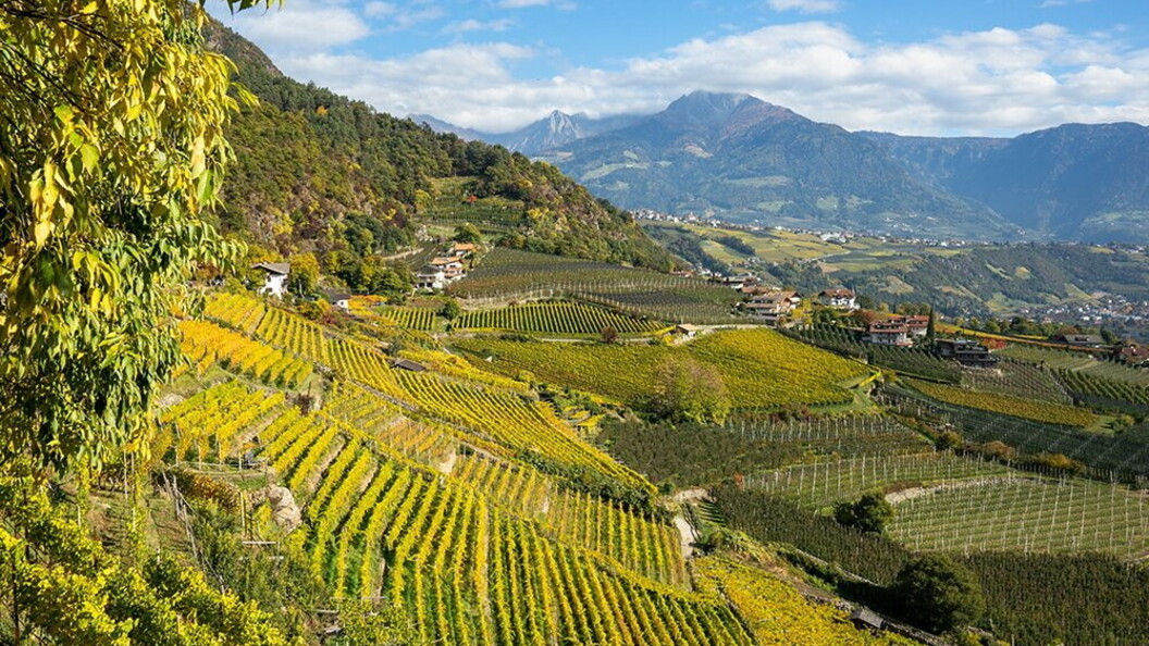 Vigneti terrazzati in Italia