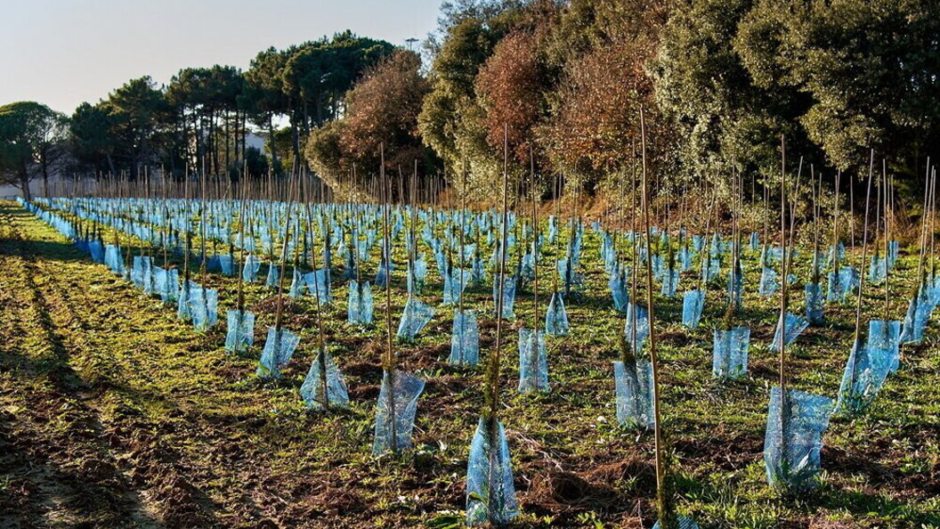 Riforestazione