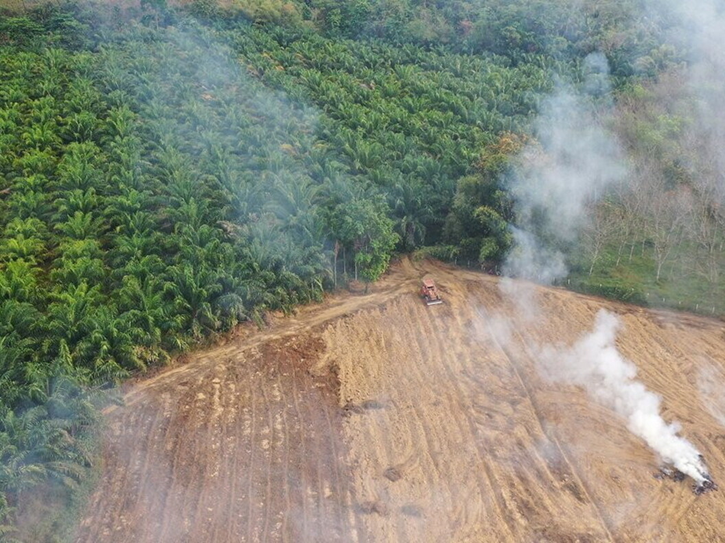 Deforestazione per far spazio alle colti