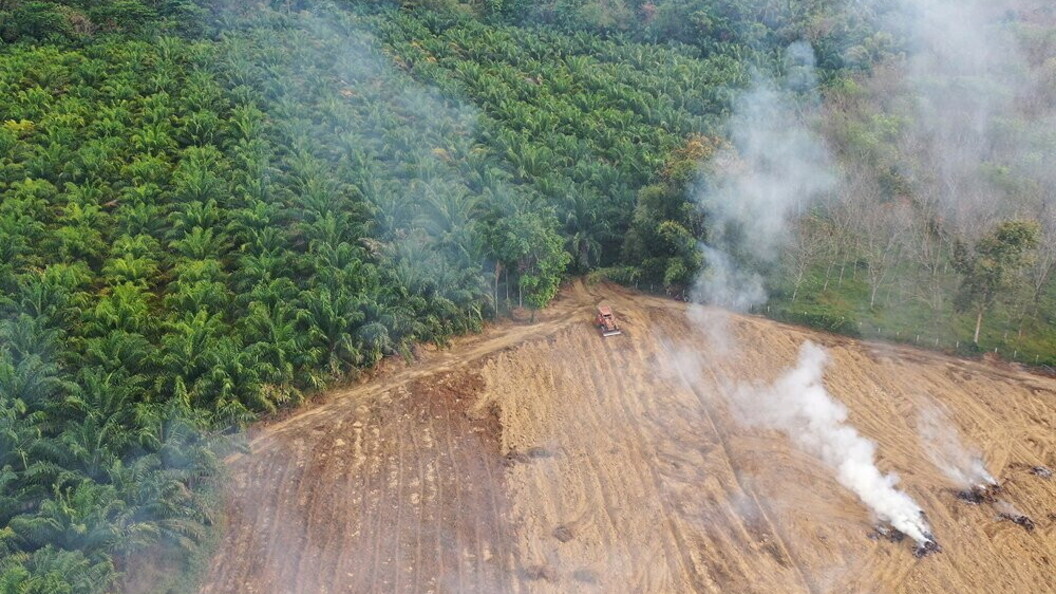 Deforestazione per far spazio alle colti