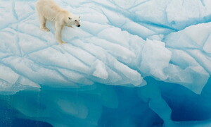 Alla scoperta dei cavalieri dei ghiacci