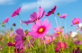 COP15 on biodiversity kicks off