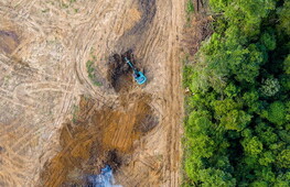 Relentless deforestation: more than 12 million hectares lost in 2020
