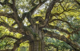 Trees threatened with extinction