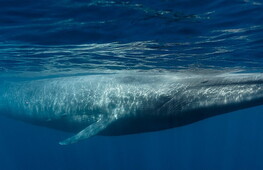 A mouthful of plastic for the blue whale