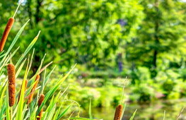 World Wetlands Day 2022