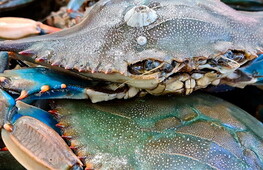 IPBES report on invasive alien species published