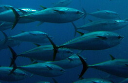 World Tuna Day