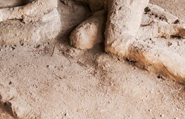 Decoding pompeian DNA