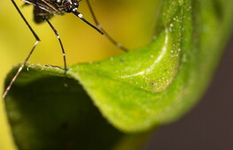 Dengue and climate change