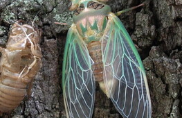 The year of the (American) cicada