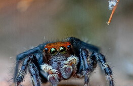 Three incredible spiders