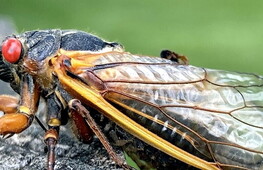 Musical cicadas