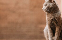 The story of the cat