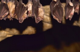 Bat curiosities