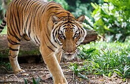 Discovering the queen of the jungle