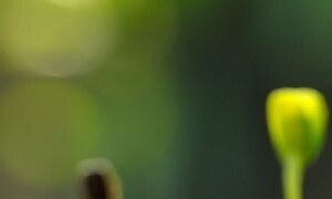 2020 is the International Year of Plant Health