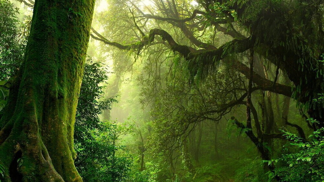 Foresta