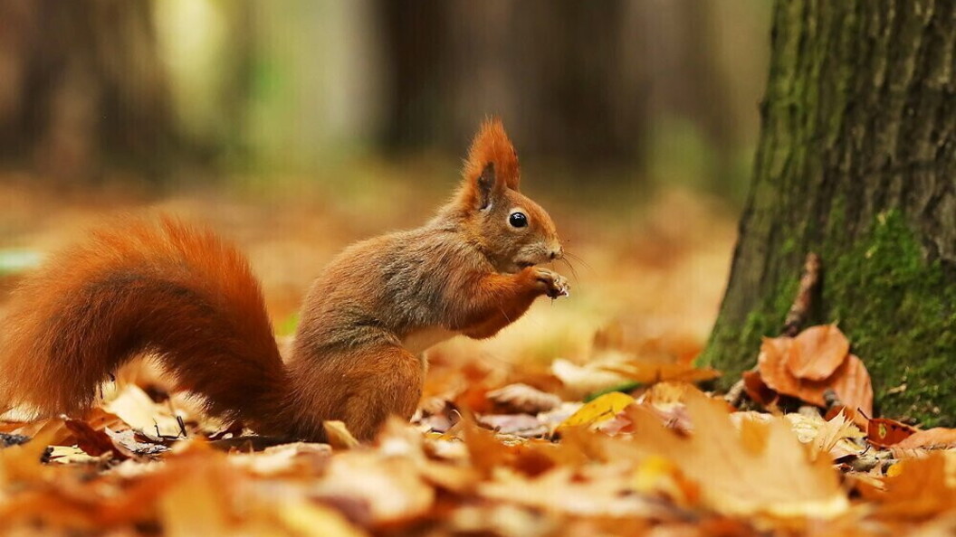 Scoiattolo rosso