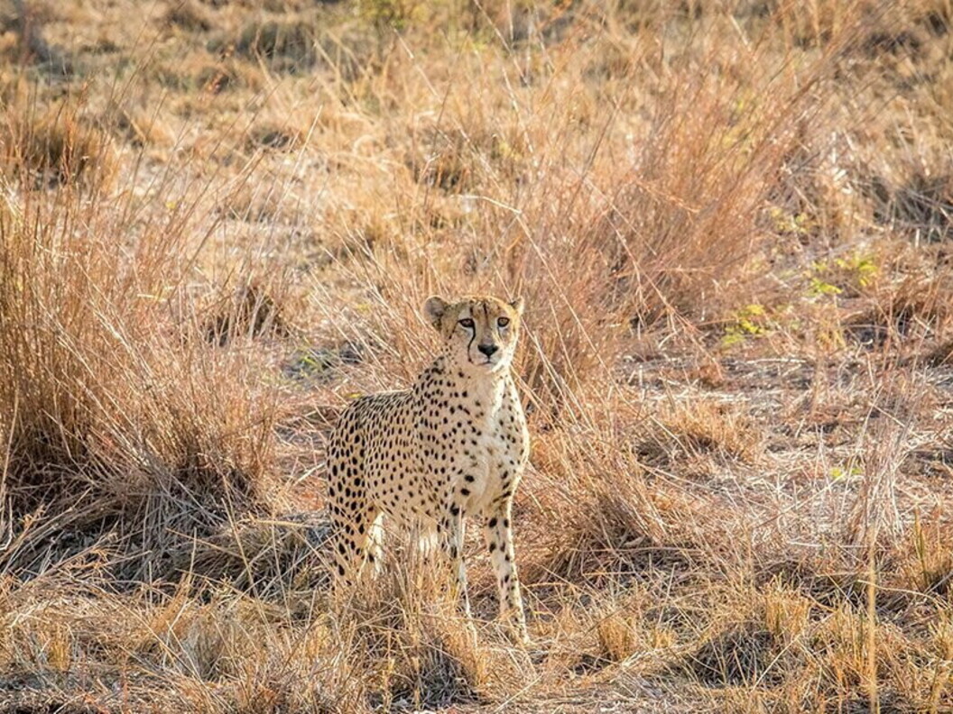 Un ghepardo mimetizzato