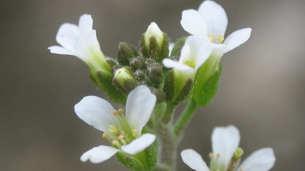 Silica nanoparticles, the alternative to pesticides 