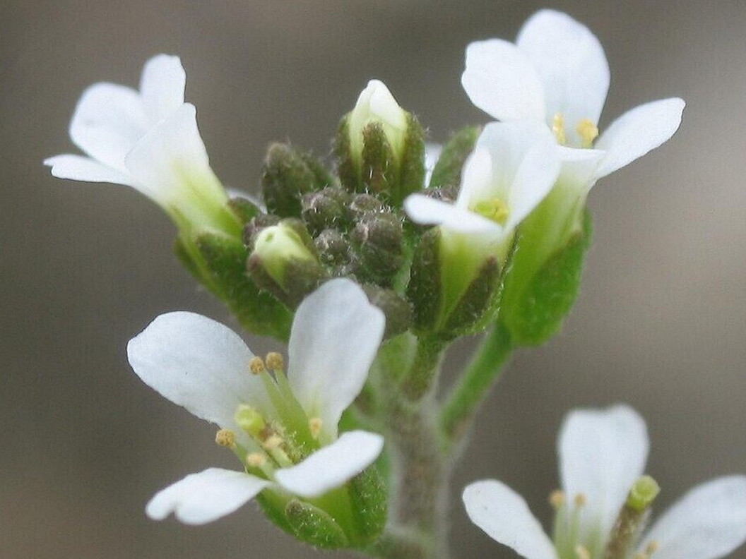 Silica nanoparticles, the alternative to pesticides 