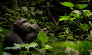 Addio a Jane Goodall: una vita dedicata agli scimpanzé e alla natura