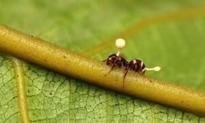 Cordyceps: il parassita zombie. The last of us, una previsione del futuro?