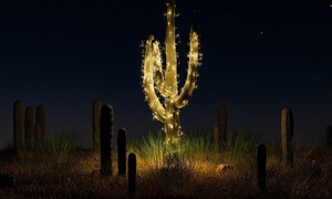 Cactus luminosi