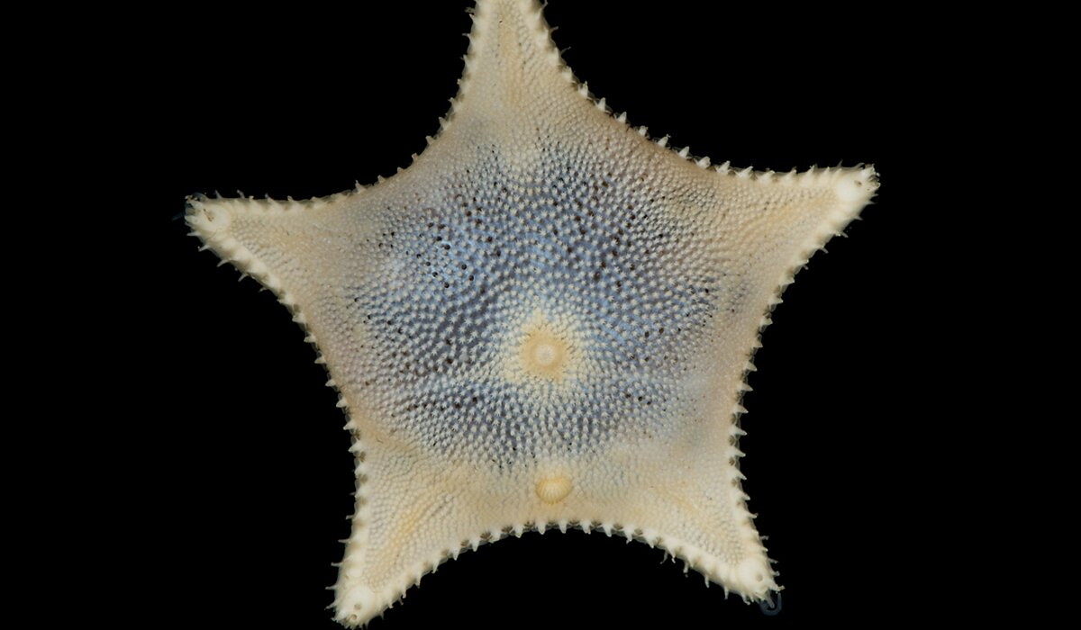 Ctenodiscus crispatus. Crediti: commons.wikimedia.org