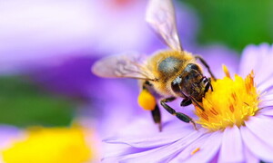 Pollination, a perfect alliance between plants and animals