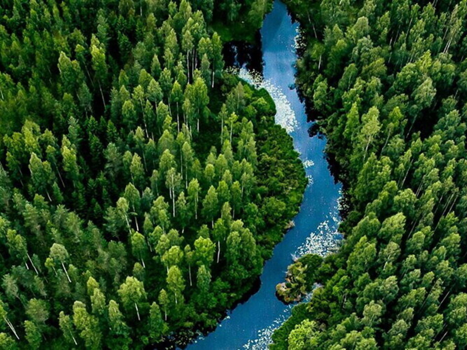 International Day of Forests 2024