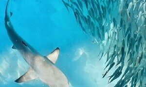 Who’s coming to dinner 