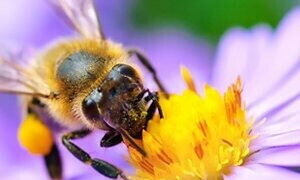 Pollination, a perfect alliance between plants and animals 