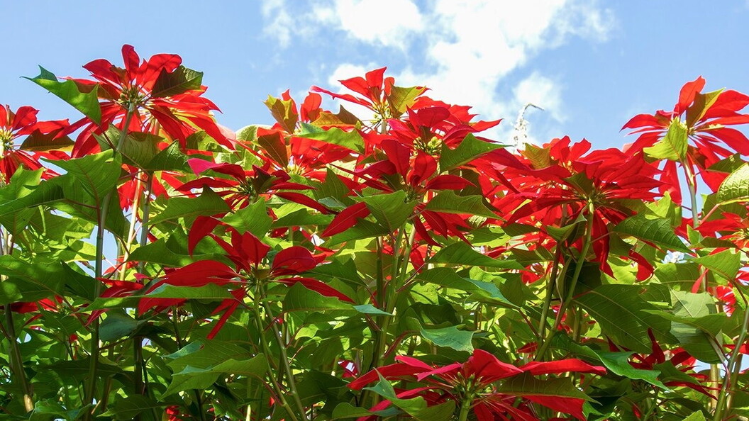 Poinsettia tree in Mexico.
