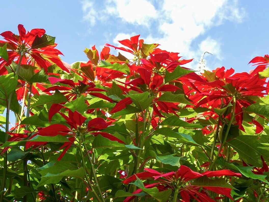 Poinsettia tree in Mexico.